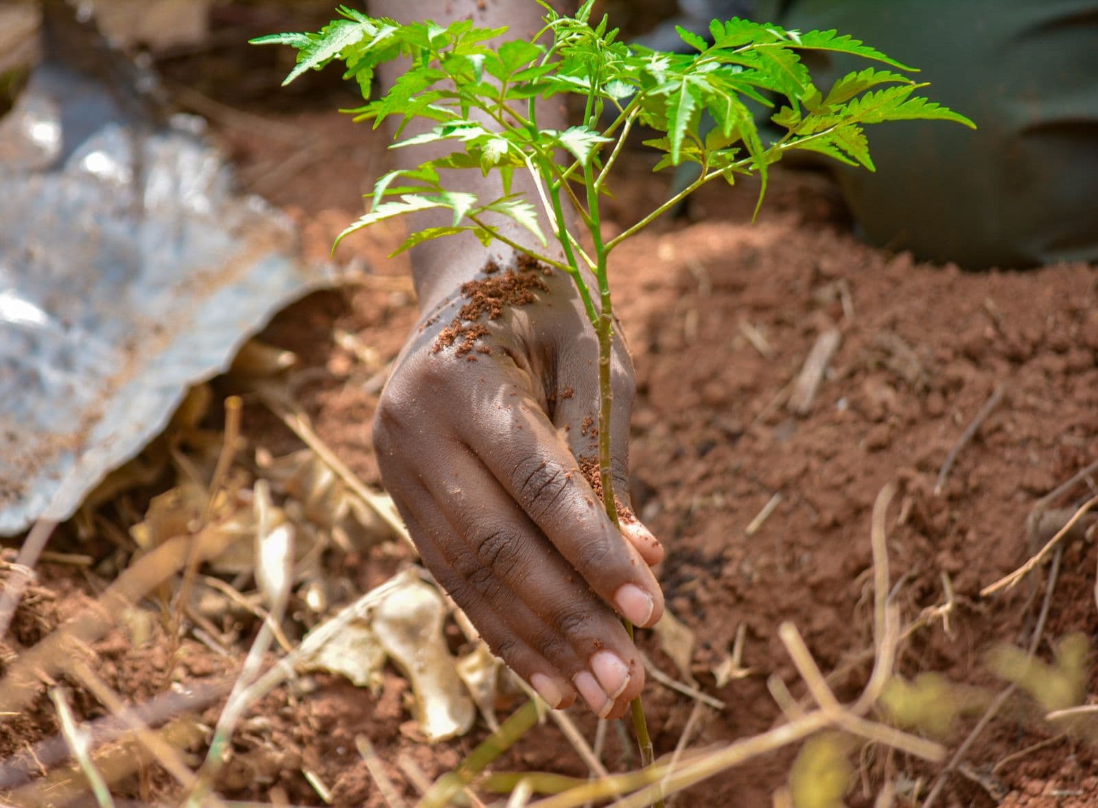 EKo Carbon initiative